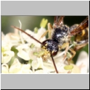 Exenterus amictorius - Schlupfwespe - Parasite of Diprion pini 088f 11mm-fdet02.jpg